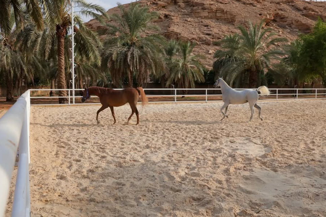 Al-Wadi Stables